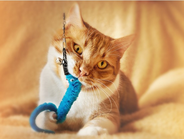 Country Warehouse cat playing