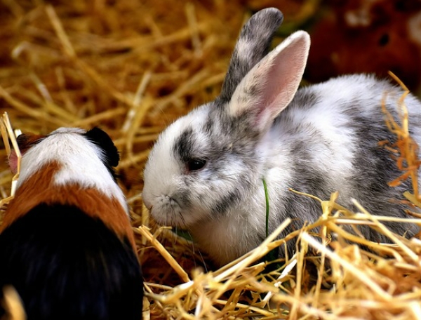 Country Warehouse small animals